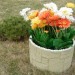 Цветник КАНЬОН купить в Успенском