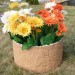 Цветник КАНЬОН купить в Успенском